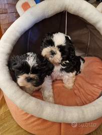 Cuccioli shih tzu