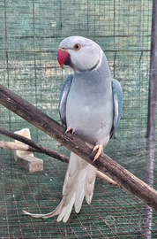 Parrocchetto dal collare