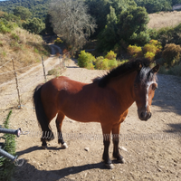 Pony