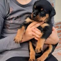 Cuccioli di Rottweiler