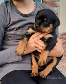 Cuccioli di Rottweiler