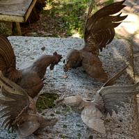 Galli e boccale  in peltro