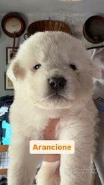 Cuccioli di Maremmano