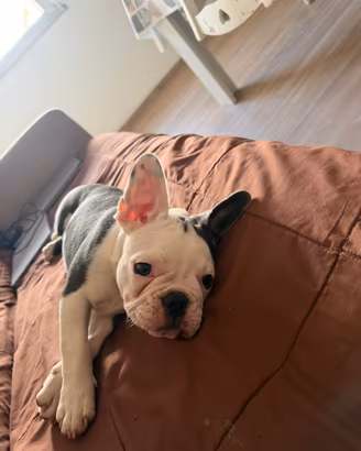 Bulldog francese