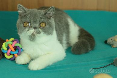 Cucciolo Blu e Bianco di gatti Exotic Shorthair