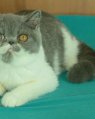 Cucciolo Blu e Bianco di gatti Exotic Shorthair