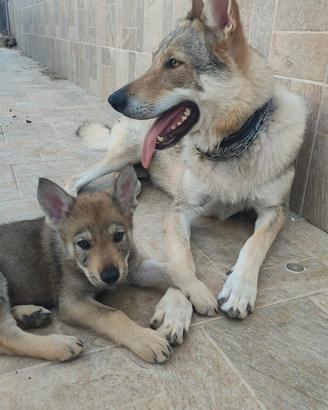 Cuccioli Cane Lupo Cecoslovacco - Genitori Testati