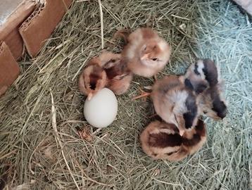 Galline legbar