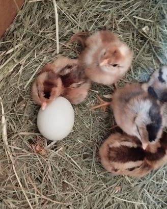 Galline legbar