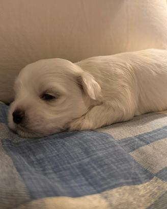 Cuccioli di Maltese