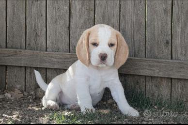Cuccioli di beagle