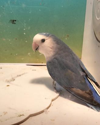 Maschio inseparabile 5 anni