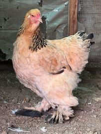 Gallina brahma