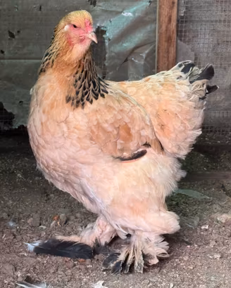 Gallina brahma