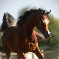 Puledro purosangue arabo