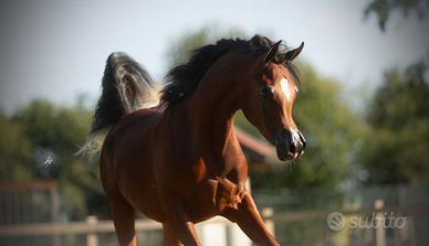 Puledro purosangue arabo