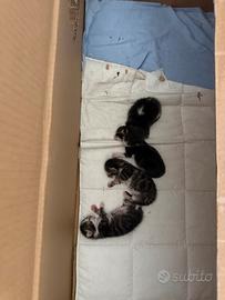 4 gattini da adottare a fine settembre