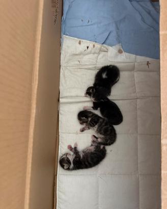 4 gattini da adottare a fine settembre