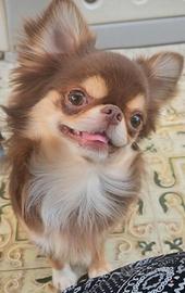 Stallone chihuahua pedigree