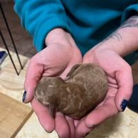 Cuccioli Barboncino Red