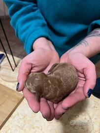 Cuccioli Barboncino Red