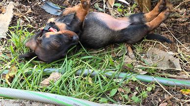 Cuccioli di bassotto tedesco a pelo duro