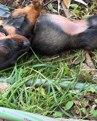 Cuccioli di bassotto tedesco a pelo duro