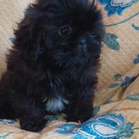 Shih tzu/shih tzu - pechinese