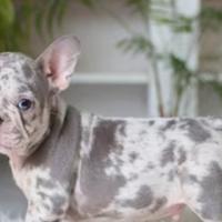 Bulldog francese subito pronti PROMO