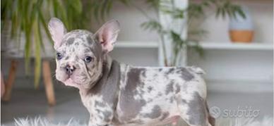 Bulldog francese subito pronti PROMO