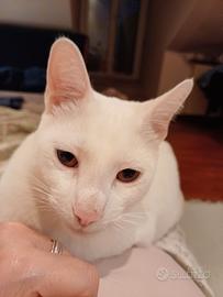 Gatto bianco