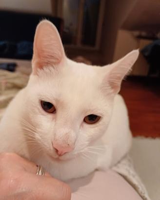 Gatto bianco