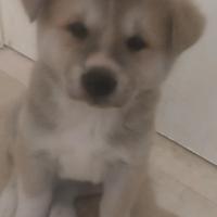 Cuccioli di akita Inu