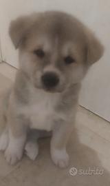 Cuccioli di akita Inu