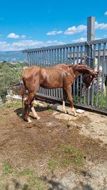Cavallo