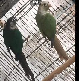 Coppia riproduttiva pyrrhura