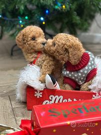 Barboncini pronti subito Toy e nano