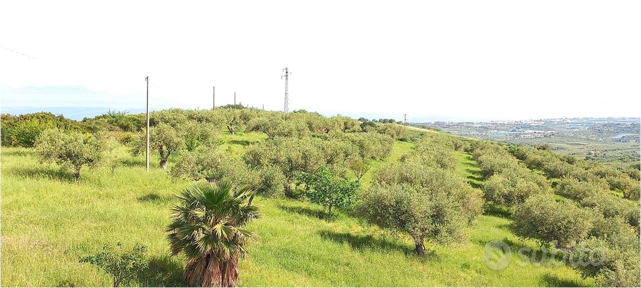 Terreno con Ulivi produttivi e antico Palmento - Vista 3