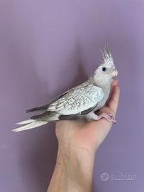 Calopsitta allevata a mano