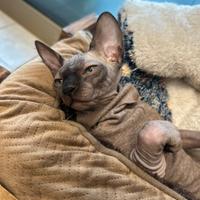 Sphinx maschio disponibile per monte