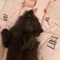 Volpino di pomerania