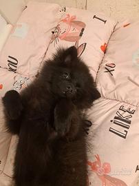 Volpino di pomerania