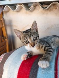 Gattine da adottare
