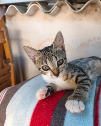 Gattine da adottare