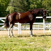 Kwpn attaccata e montata