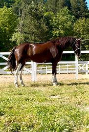 Kwpn attaccata e montata