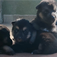 Cuccioli di pastore tedesco