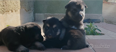 Cuccioli di pastore tedesco