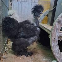 Gallo moroseta SILKIE SHOWGIRL BLU