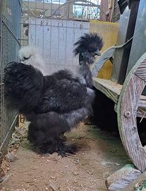 Gallo moroseta SILKIE SHOWGIRL BLU